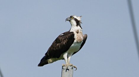 涸沼のミサゴ、サシバ、チョウゲンボウ