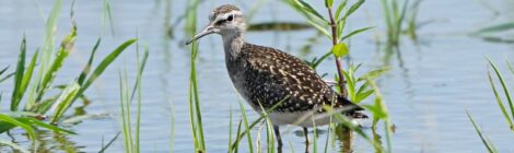 タカブシギ、コチドリ、コウノトリ