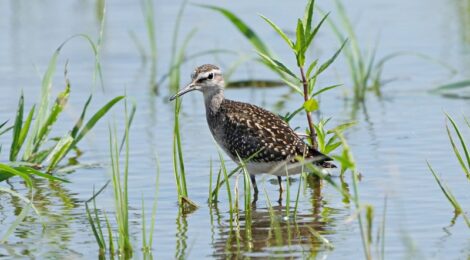 タカブシギ、コチドリ、コウノトリ