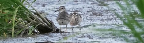 日没間近の涸沼～タカブシギ、モズ、ゴイサギ