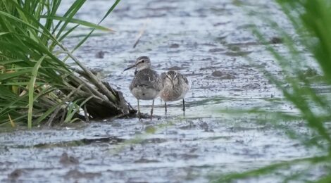 日没間近の涸沼～タカブシギ、モズ、ゴイサギ