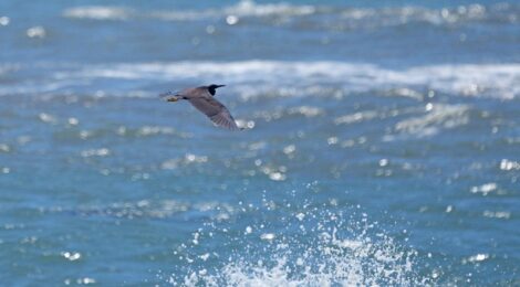 風の強まる海辺のクロサギ、ミユビシギなど