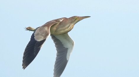 大接近のヨシゴイ、コアジサシなど