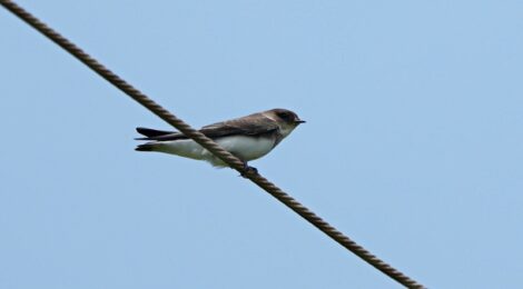 涸沼のショウドウツバメ初認