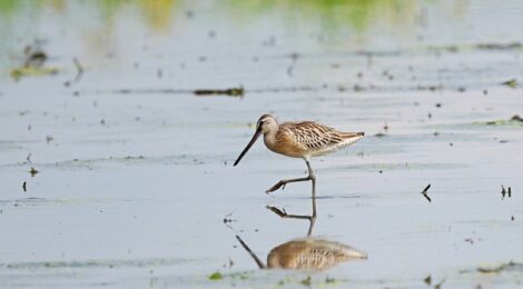 栃木県・シベリアオオハシシギ幼鳥