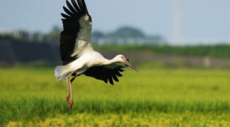 涸沼にて～コウノトリ、コチドリ、ミサゴ