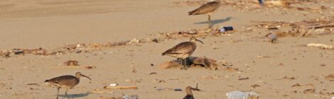 海辺のチュウシャクシギたち