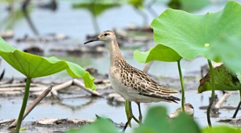 蓮田にて～エリマキシギ、ショウドウツバメなど