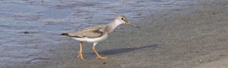 県北の河口のソリハシシギ、トウネン、ヒバリシギ