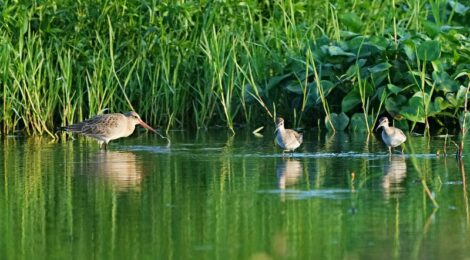 休耕田のタカブシギ、オグロシギ