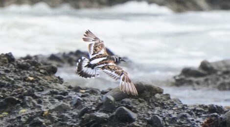 海岸のキョウジョシギ、ミユビシギ、チュウシャクシギなど