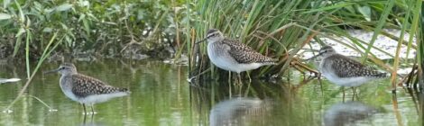 休耕田のタカブシギ、タシギ