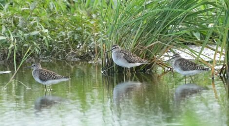 休耕田のタカブシギ、タシギ