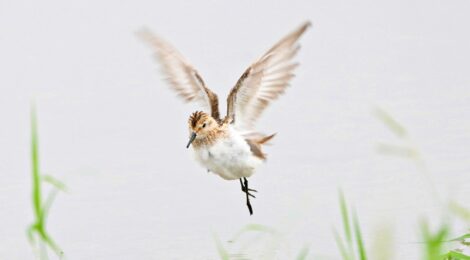 涸沼のヨーロッパトウネン成鳥