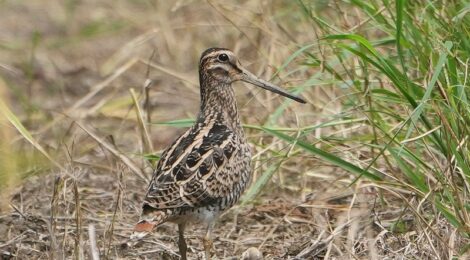 涸沼に秋が押し寄せる～チュウジシギ、シマアジ、タシギ