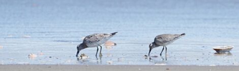 県央部のコオバシギとオバシギ