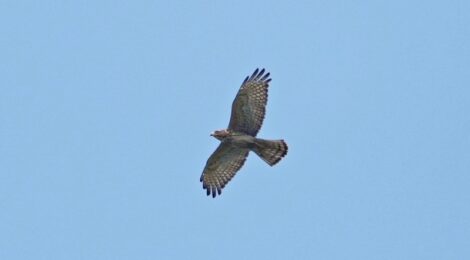 羽田山のタカの渡り探鳥会2024