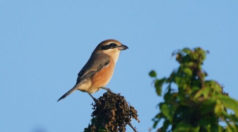 涸沼にて～モズ、オジロトウネン、タシギなど