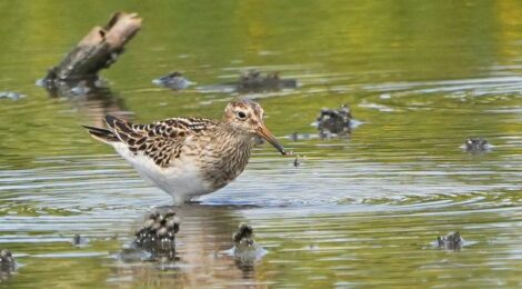 蓮田巡り（３）～アメリカウズラシギ、オジロトウネン