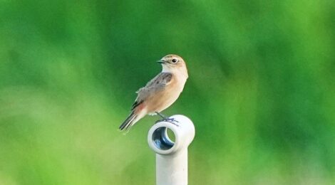 涸沼のノビタキ初認、オオタカ