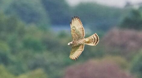 朝日峠タカの渡り探鳥会