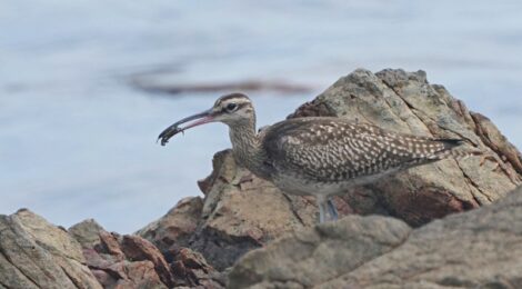 海辺のチュウシャクシギ、クロサギ、ミユビシギ