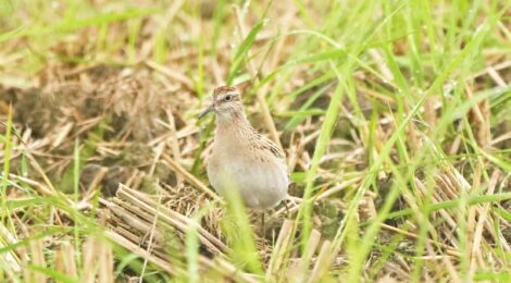 涸沼のムナグロとウズラシギ