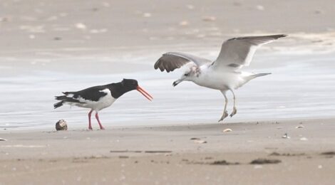 九十九里浜のミヤコドリ、ソリハシシギ、ミユビシギ