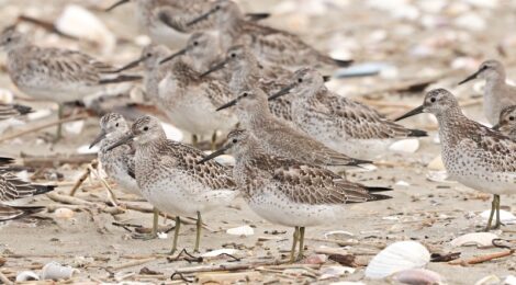 九十九里浜のオバシギ、コオバシギの群れ