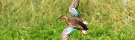 涸沼にて～ハシビロガモ、クイナ初認