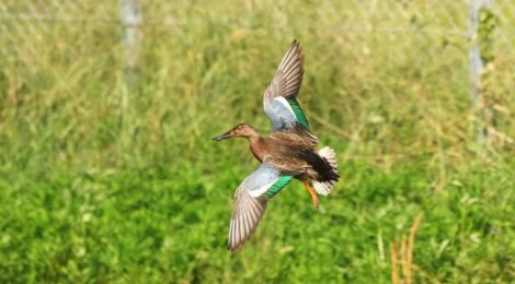 涸沼にて～ハシビロガモ、クイナ初認