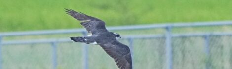 夕暮れのオオタカ成鳥、コウノトリ