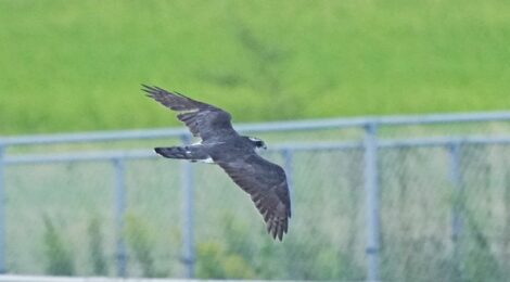 夕暮れのオオタカ成鳥、コウノトリ