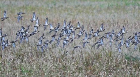 涸沼にカモ増える～オナガガモ、スズガモ、ヒドリガモ初認