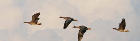 涸沼でマガン4羽を観察