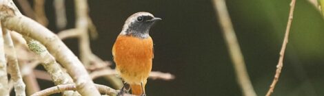 涸沼の公園でジョウビタキ初認