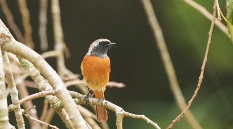 涸沼の公園でジョウビタキ初認