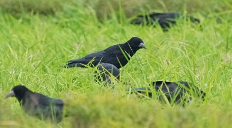 涸沼のミヤマガラスとハイイロチュウヒ初認