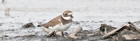 霞ヶ浦の蓮田にて（１）～ハジロコチドリ、オジロトウネン