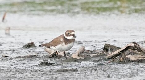 霞ヶ浦の蓮田にて（１）～ハジロコチドリ、オジロトウネン