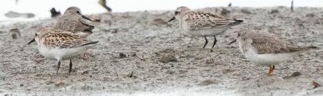 霞ヶ浦の蓮田にて（２）～トウネン、タカブシギほか