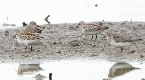 霞ヶ浦の蓮田にて（２）～トウネン、タカブシギほか