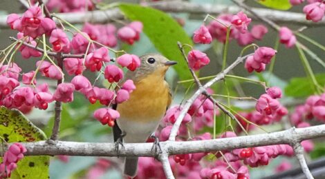 マユミの木にムギマキ