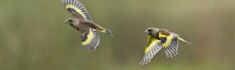 涸沼にて～カワラヒワ、ユリカモメたち