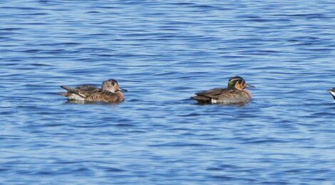 涸沼のトモエガモ、ヨシガモ