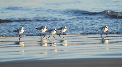 夕暮れの海辺のミユビシギたち